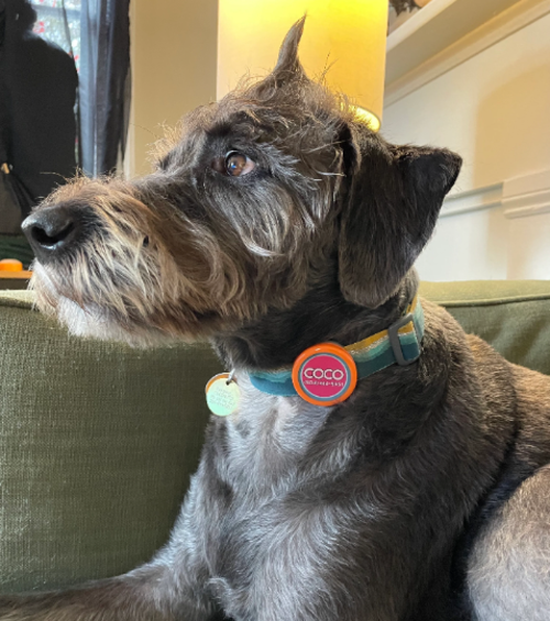 Twist On Colorful Bold Pet ID Tag, Silent and Ringless